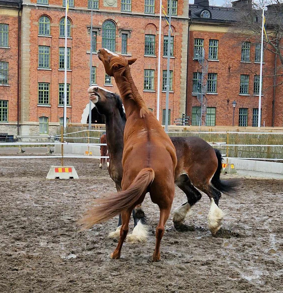 Kingen och Sam i en viktmässigt ojämn brottningsmatch. Foto; A.Lindbom